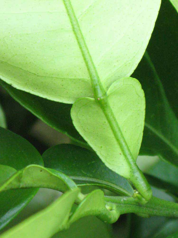              Petiole (Winter Haven, FL)       